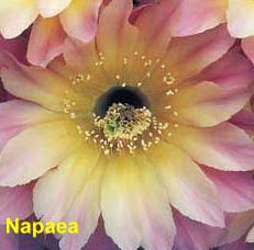 Napaea.4.1.jpg 